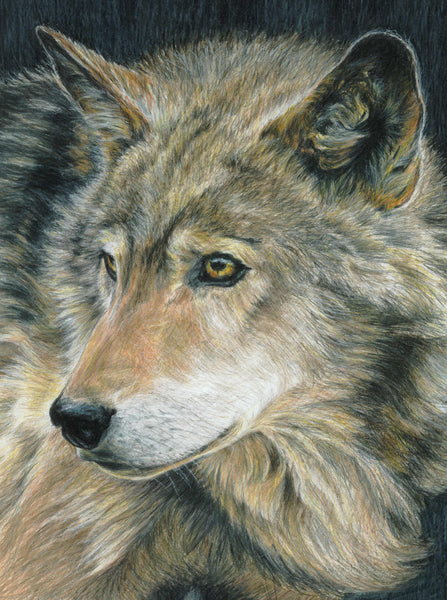 Royal & Langnickel Color Pencil By Number Kit 8.75"X11.75", Curious Eyes