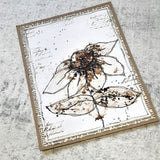 PaperArtsy, Infusions Dye CS25 - Just Walnut