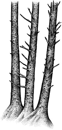 Stampscapes, Mossy Trunks (Large), Unmounted - Scrapbooking Fairies