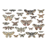 Tim Holtz Idea-Ology Transparent Acetate, Moths, 26/pkg (TH94403)