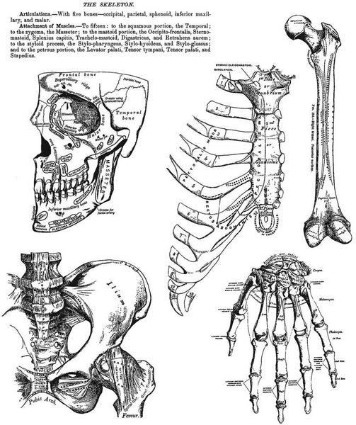 Stampers Anonymous, Tim Holtz Cling Stamps 7"X8.5", Anatomy Chart