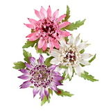 Spellbinders, Astrantia Etched Dies by Susan Tierney-Cockburn (S5-711)