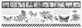 Arden Creative Studio, PET Tape Set, Field Notes