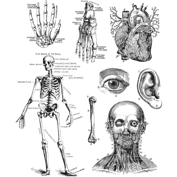 Tim Holtz Cling Stamps 7"X8.5", Cadaverous