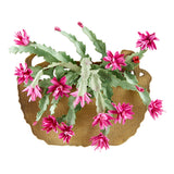Spellbinders, Christmas Cactus Etched Dies from Susan's Holiday Flora Collection by Susan Tierney-Cockburn