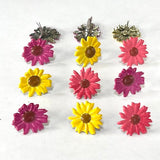 Eyelet Outlet Shape Brads 12/Pkg, Colored Daisy